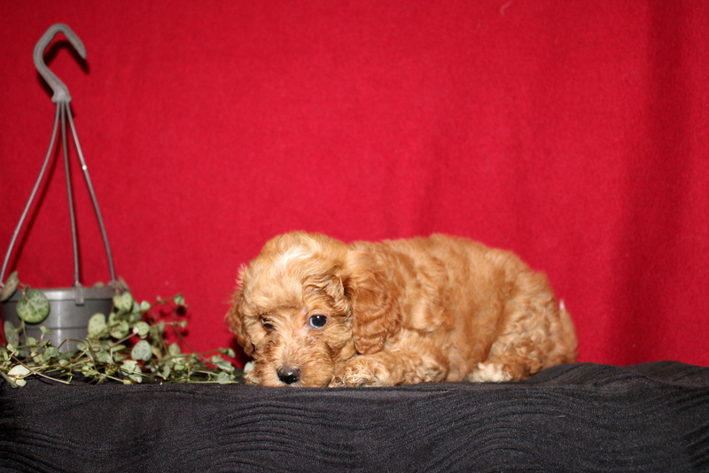 puppy, for, sale, Mini GoldenDoodle F2BB, Matthew B. Stoltzfus, dog, breeder, Gap, PA, dog-breeder, puppy-for-sale, forsale, nearby, find, puppyfind, locator, puppylocator, aca